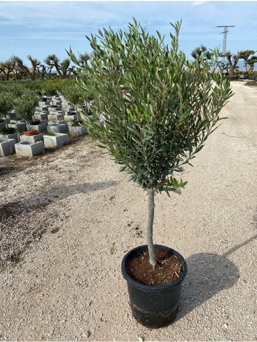 Olea Oliventræ 120cm