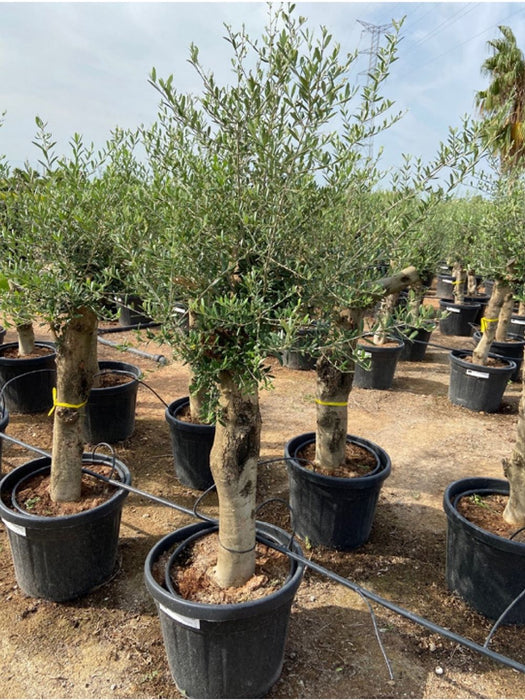Olea Olive tree 170cm